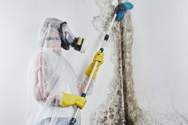 Best Basement water damage restoration  in One Loudoun, VA